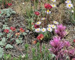 The us geological survey (usgs) said the epicenter was near the town of challis. Idaho Bureau Of Land Management