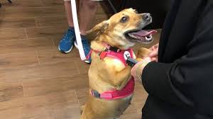 Check spelling or type a new query. Island Animal Hospital Islandanimal321 Twitter