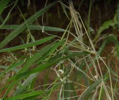 Image result for Capillipedium