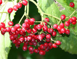 Check spelling or type a new query. Viburnum Home Garden Information Center