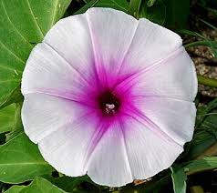 Image result for Ipomoea tenuipes