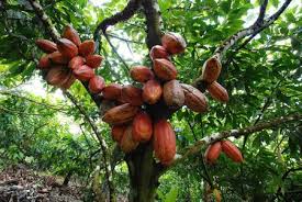 Pin Op Cacao
