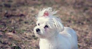 Unfortunately, as a breed, the bichon frise tends to inherit a faulty immune system which makes them susceptible to allergies. Bichon Frise Haircut Styles What Styles Really Match