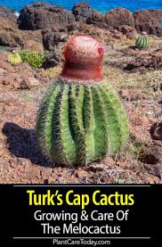 Maybe you would like to learn more about one of these? Melocactus Care Growing The Turk S Cap Cactus Succulent Fertilizer Cactus Interesting Plants
