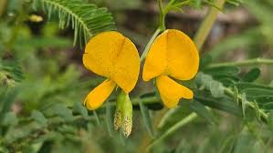 Image result for Smithia