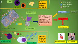 Maybe you would like to learn more about one of these? Frontiers The Immune Response And Immunopathology Of Covid 19 Immunology