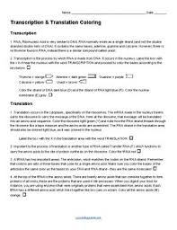 Transcription, translation, codon, anticodon, mrna, trna, amino acid, polypeptide what are the differences between transcription and translation, and what is the importance of explain your answer. Transcription And Translation Coloring Key By Biologycorner Tpt