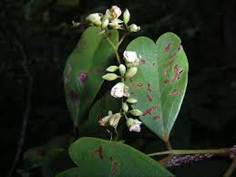 Image result for Ypsilopus