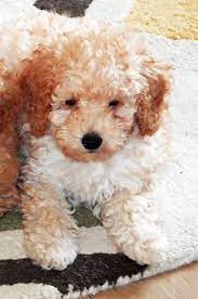 2 beautiful black poodle female puppies for sale litter of 4 was 1 boy 3 girls. Quotes About Poodle 71 Quotes