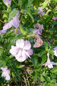 Image result for Barleria obtusa