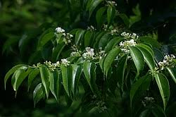 Image result for Strychnos usambarensis