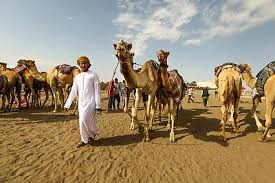 One of the most expensive female race camels in the world was. Camel Racing A Social Practice And A Festive Heritage Associated With Camels Intangible Heritage Culture Sector Unesco