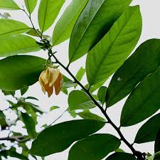 Image result for Artabotrys modestus