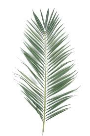 Feuille Palmier Majesty Palme 95 Et 149 Cm Reflets Nature Feuille Palmier Palmier Dessin Feuille