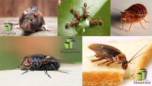 انواع الحشرات الزاحفة المنزلية واشكالها بالصور وطرق القضاء عليها Animals Insects