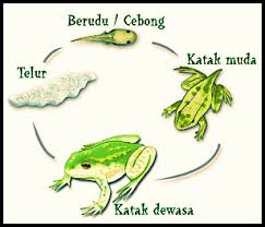 Metamorfosis katak dan teknologi transportasi tradisional dan modern other contents: Metamorfosis Katak Varaeltp2013a