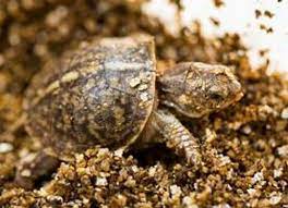 Eighteen Ornate Box Turtles Hatch At Lincoln Park Zoo Turtle Turtle Hatching Zooborns