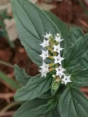 Image result for Pogonospermum divaricatum