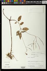 Image result for Streptocarpus buchananii