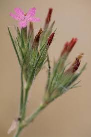 Image result for Dianthus chimanimaniensis