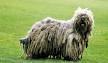 Bergamasco Sheepdog Dog Breed Information and Pictures