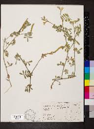 Image result for Tephrosia argyrolampra