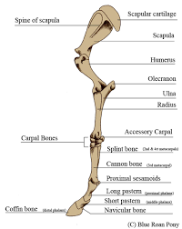 Anatomy leg bone lower foot calf diagram human bones ankle joint system poster muscles fpnotebook parts ortho muscle restrictions printing. Lower Leg Bone Anatomy Anatomy Drawing Diagram