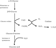 Gluconic Acid - an overview | ScienceDirect Topics