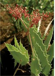 Image result for Cyphostemma montanum