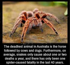 The Deadliest Animal In Australia Is Memes