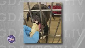 Taco Tuesday with Humane Association of Warren County