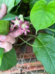 Image result for Mondia ecornuta