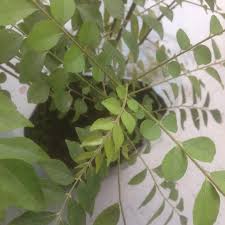 Contextual translation of pokok daun kari into english. Jom Tanam Sayur Jts Bunga Dan Pokok Daun Kari