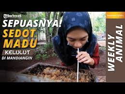 Kelompok madu kelulut harus kuat, yakni memiliki 8 sisiran yang penuh madu kelulut, ratu madu kelulut juga dalam keadaan aktif bertelur, madu kelulut pekerja giat mencari makan, dan kelompok bebas hama serta penyakit. Puas Rasanya Sedot Sendiri Madu Kelulut Di Tahura Mandiangin Youtube
