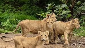 Online Gir National Park Safari Booking ...
