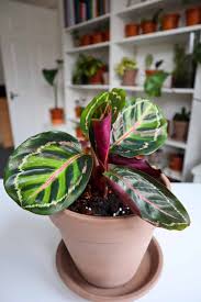 Image result for calathea