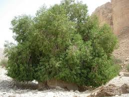 Image result for Ficus salicifolia