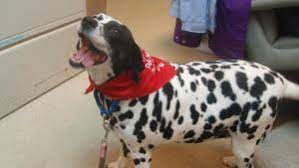Adopt Bailey On Petfinder Humane Society Dog Adoption Adoption