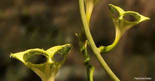 Image result for Ceropegia schultzei