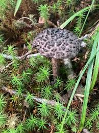 Image result for Strobilomyces strobilaceus