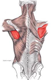 If you are transcribing for almost any phyisician, there will eventually be references to various muscles. Anatomy Muscle List Wiki Scioly Org