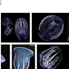 Bloodybelly comb jellyfish( lampocteis cruentiventer ) northern comb jellyfish( bolinopsis infundibulum ) water comb jelly ( mnemiopsis leidyi ). Ctenophora Flashcards Quizlet