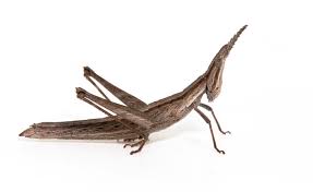 Learning to code opens new doorscreates new hobbieslaunches new careersdevelops new skillsexpands your networkopens new doorscreates. The Grasshopper That Was Lost Then Found Is Now Endangered Pursuit By The University Of Melbourne
