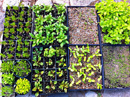 We did not find results for: Going Native Establishing A Native Plant Nursery Maine Organic Farmers And Gardeners