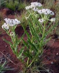 Image result for Pachycarpus eximius