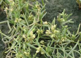 Image result for Suaeda sp. B