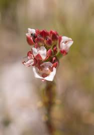 Image result for Angraecum sacciferum