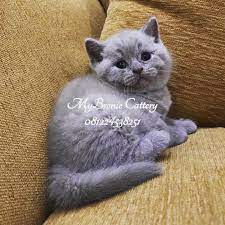 Mybronie Petshop Home Facebook