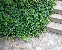 Ob Bodendeckerpflanzen Rindenmulch Oder Kiesbeet Anlegen Native Plants