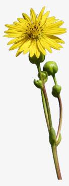 Dreamstime is the world`s largest stock photography community. Flower Stem Png Free Hd Flower Stem Transparent Image Pngkit